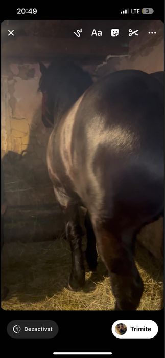 Vand manz de 1 jumate