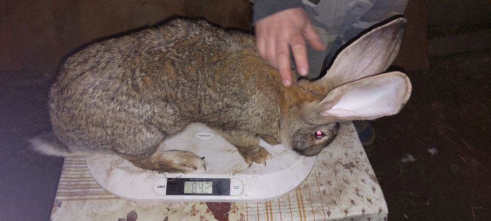 Disponibil din lini foarte bună