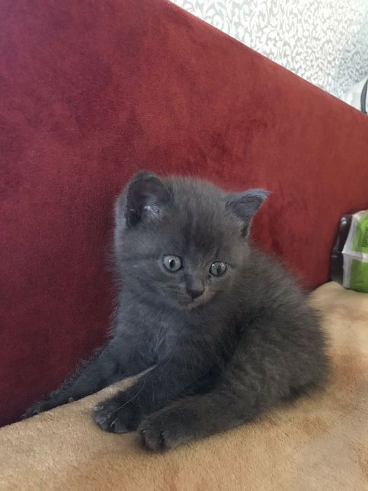 Британский котенок девочка
