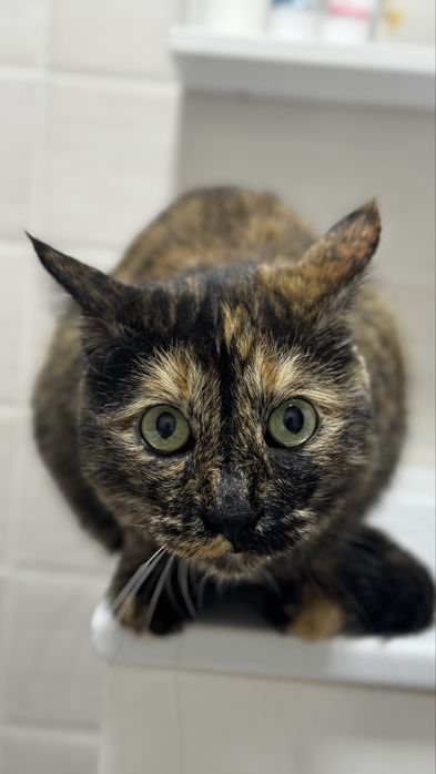 Отдам кошку в добрые руки