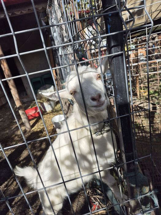 Vând capre si un țap