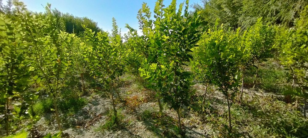 Manzarali daraxt koʻchatlari sotiladi