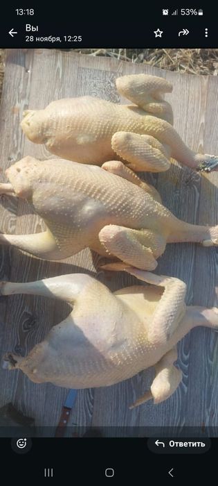 Индюки домашние жирные