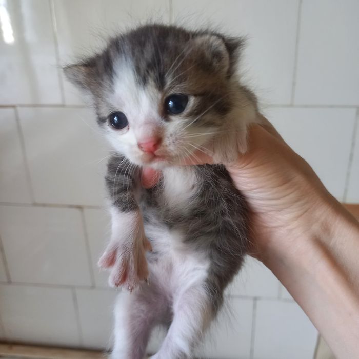 Вислоушки  один месяц мальчики