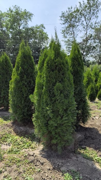 Яблони ель газон туя