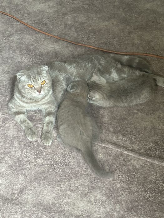 Котята чистокровные