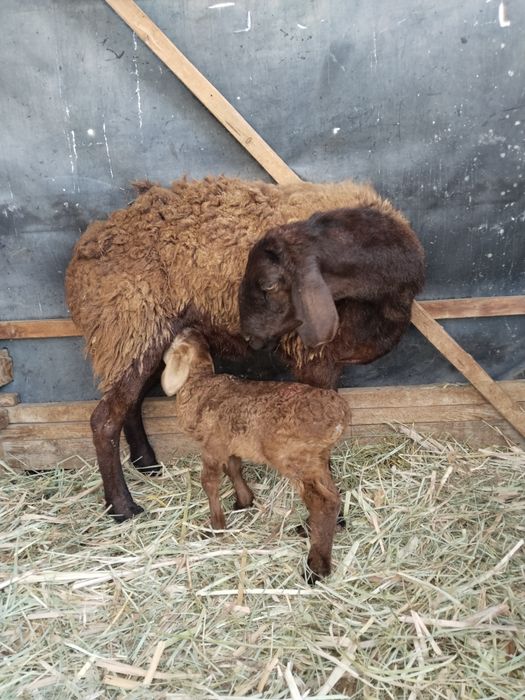 Барашка и сыновья