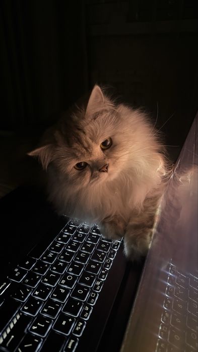 Прямоухо кошка отдам даром