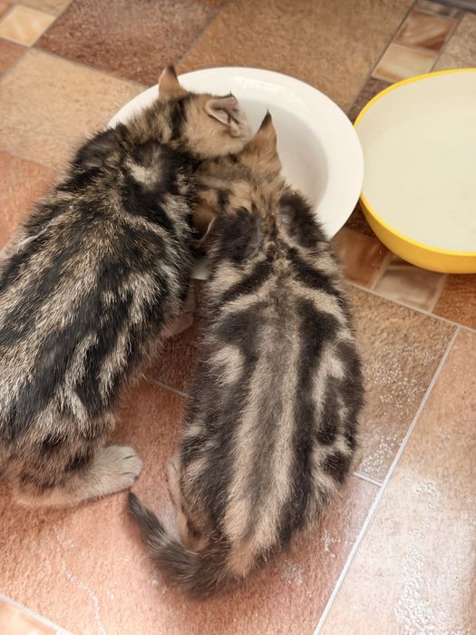 Котята породы скоттиш страйт 2мес