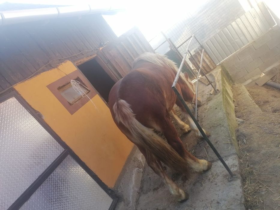 Vând harmasar,de 2ani și 8 luni,sau schimb