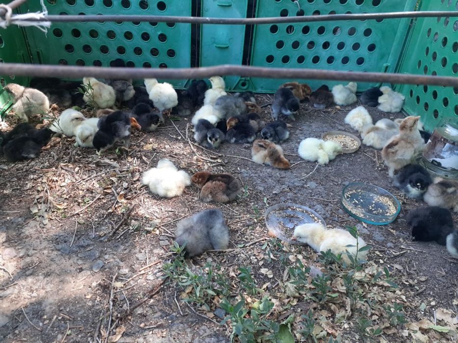 яицо Брама инкубационное.