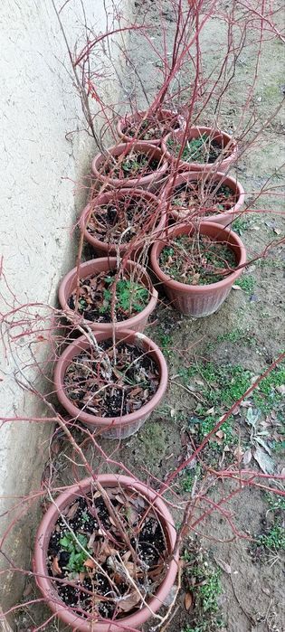 Голубика  3 yillik koʻchatlar