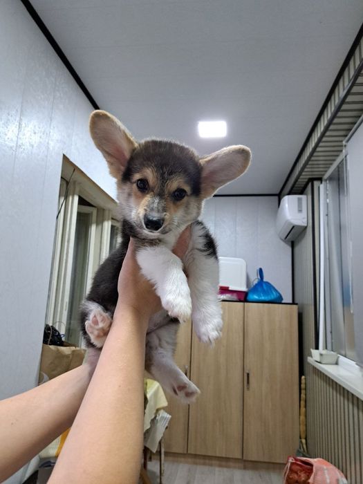 Здравствуйте продаются шикарные щенки Корги вельш Пемброк