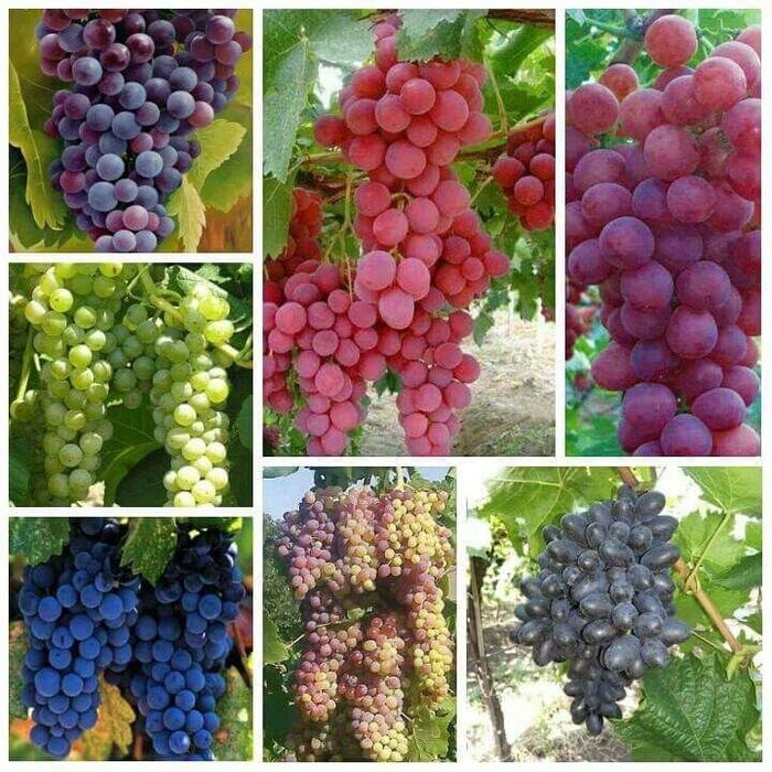 Сортовые Плодовые саженцы