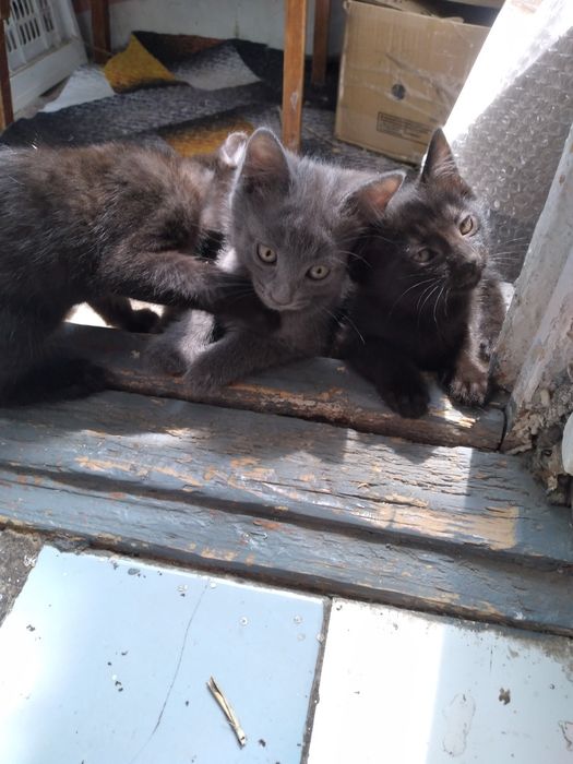 Отдам чистых котят