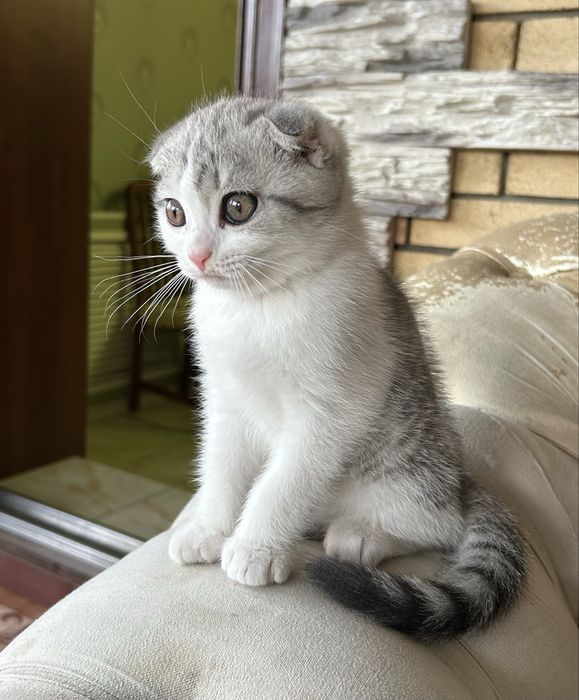 Британский Котенок Мальчик