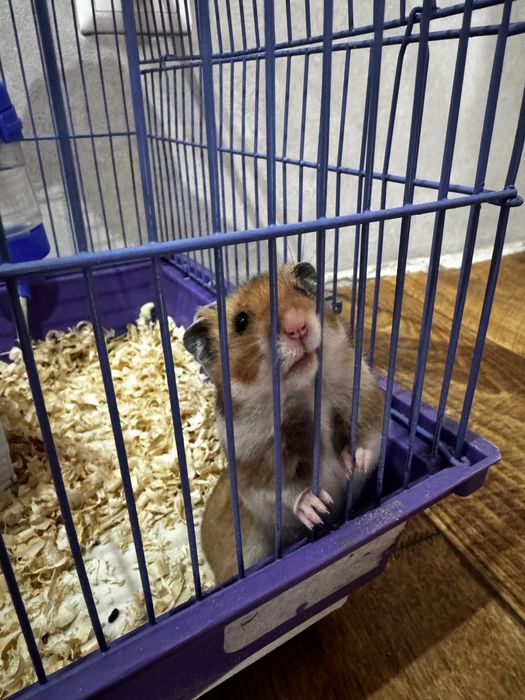 Отдам сирийских хомяков