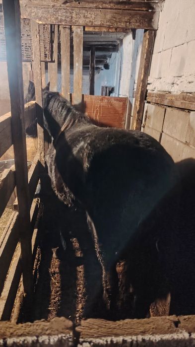 Продам лошадь с откорма.