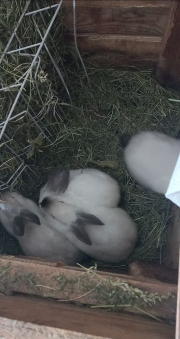 Кролики калифорнийцы