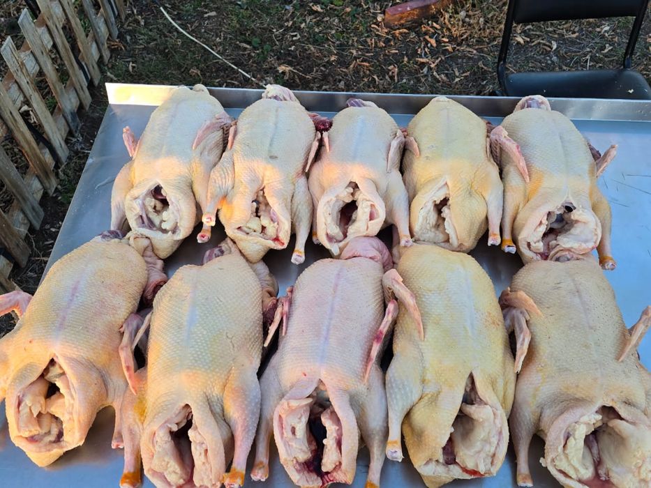 Домашние гуси , утки