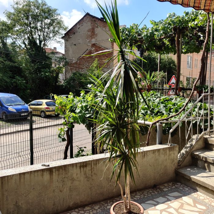 Драцена в много добро състояние висока е почти 2 метра е изисква много