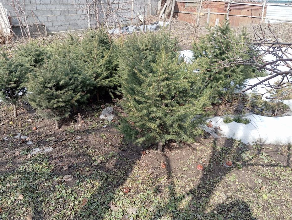 Ель тянь-шаньская