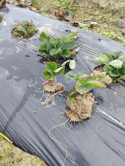 Vând stoloni de capsuni soi Aprica