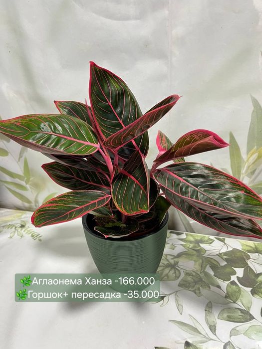 Аглаонемы, Калатеи  и др растения