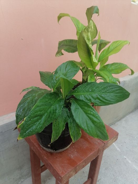 Спатифиллум-женское счастье.