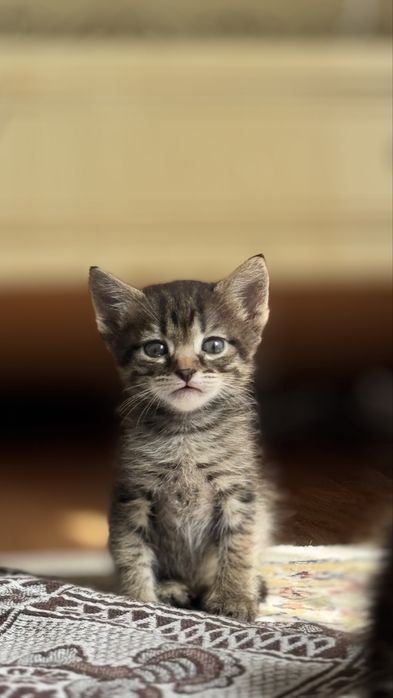 Отдам котят в добрые руки