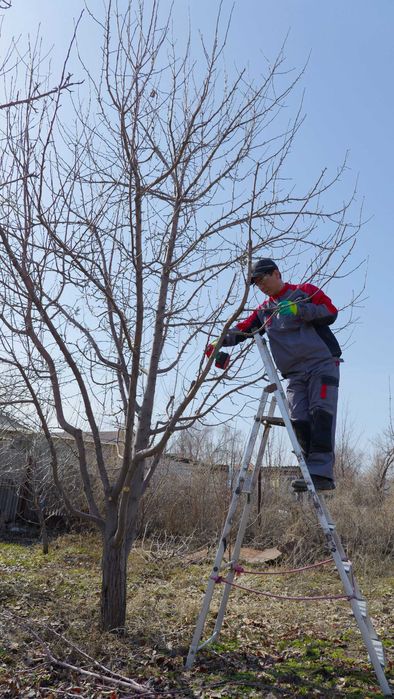 обрезка плодовых деревьев