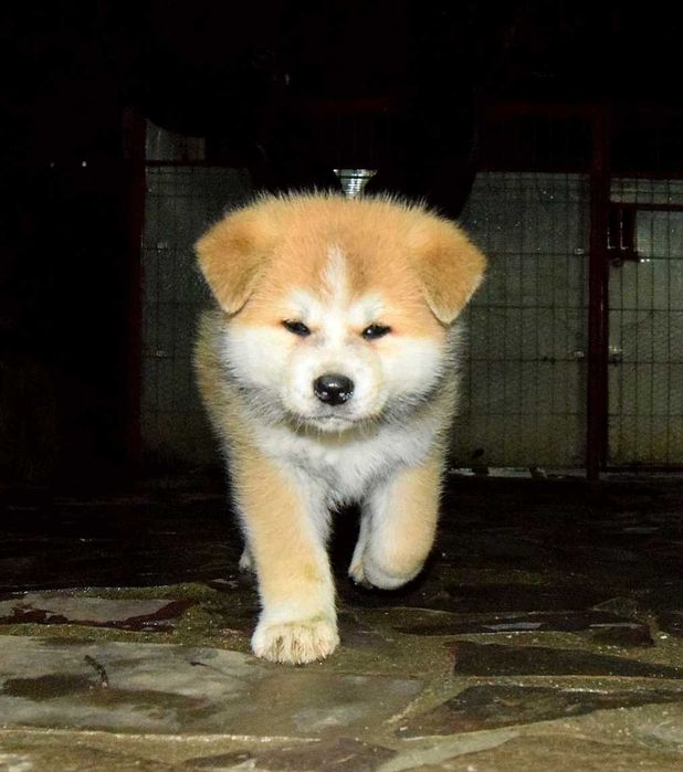 Pui Akita inu, părinți multipli campioni