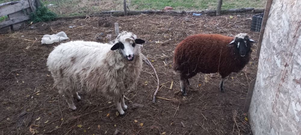 Vând 3 mieluțe de anul ăsta!