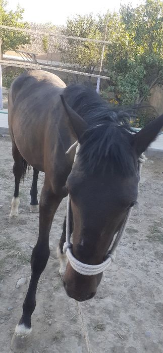 Тай сатылады 1 5жас коктемде 2 жас