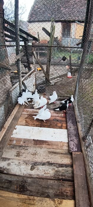 Vând porumbei  voltați și galateni