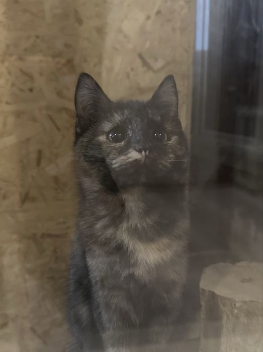 Отдам в добрые руки