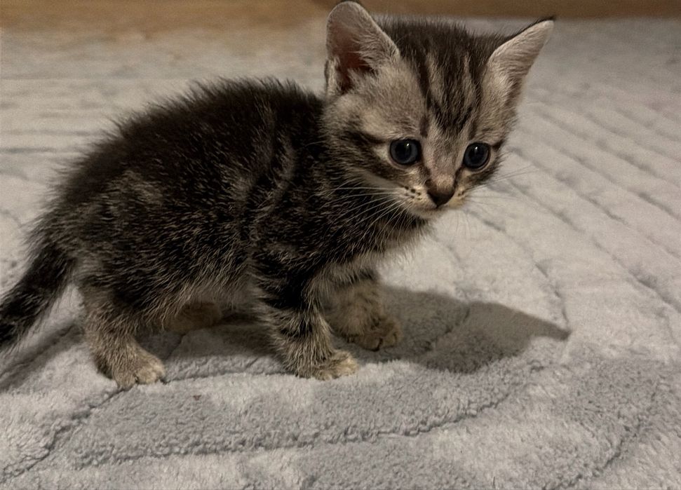 Отдам котят в добрые руки