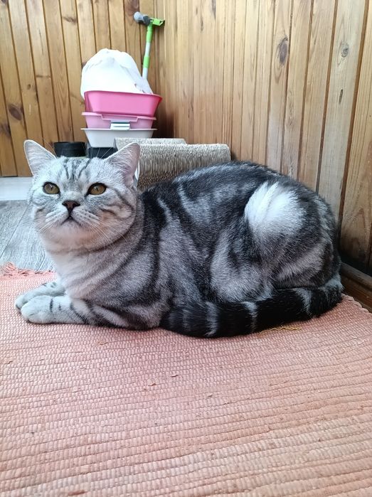 Вязка Scottish straight   _Mr.Ronnie Cray_