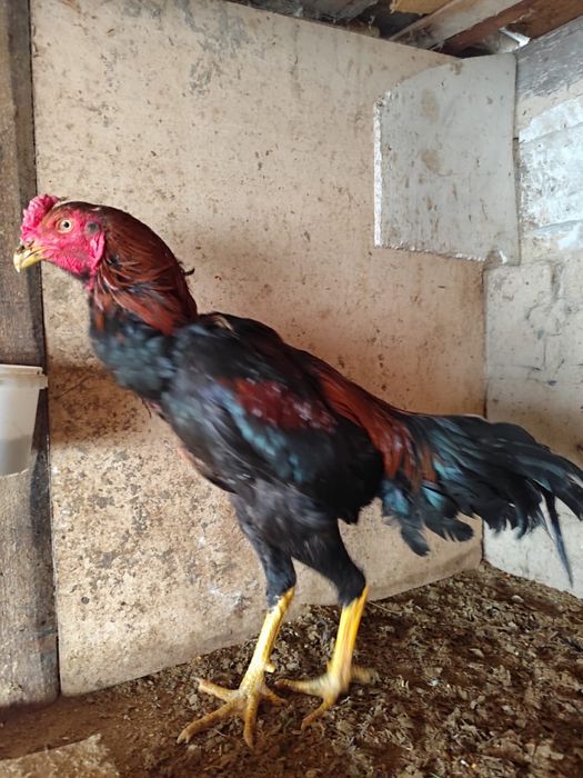 Дакан шөже дакан