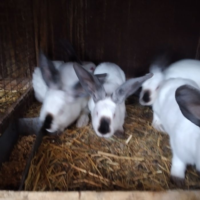 Disponibili iepuri urias de Transilvania tatuați