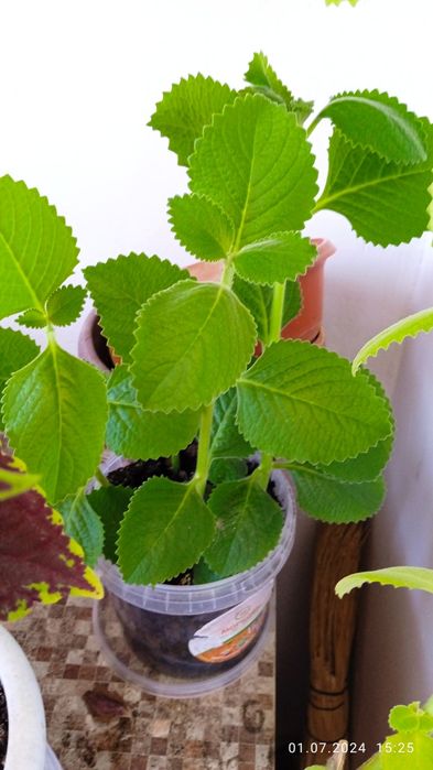 Комнатные цветы разные