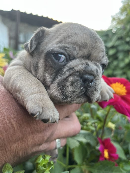 Щенки французского бульдога
