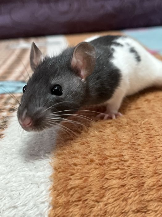 Ручной крысенок девочка (крыса,крысы,крыс)
