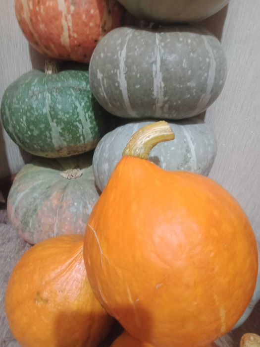 Продам дачные тыквы, кабачки