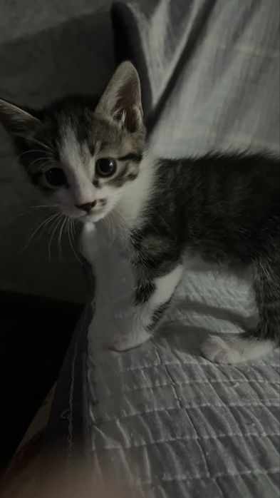 3 девочки кошечки 1,5 месяца