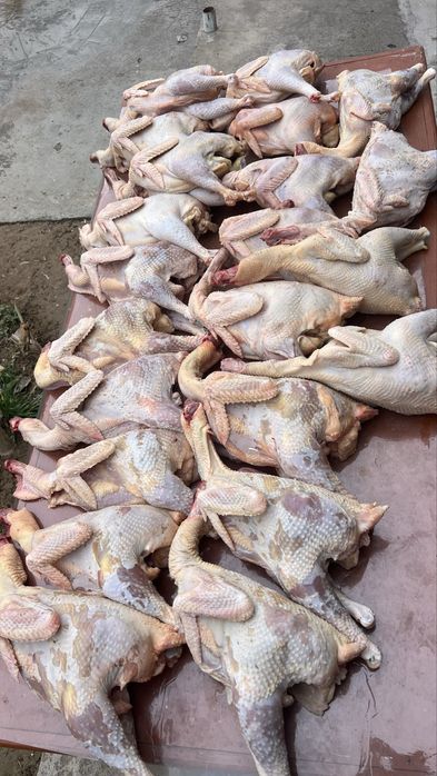 Гўшт Хўроз Тавуқ гўшти бор халол қилиб сўйилган уйда боқилган