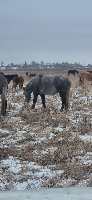 Лошадь Байтал 3лет