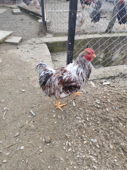 Vand cocosi wiandotte