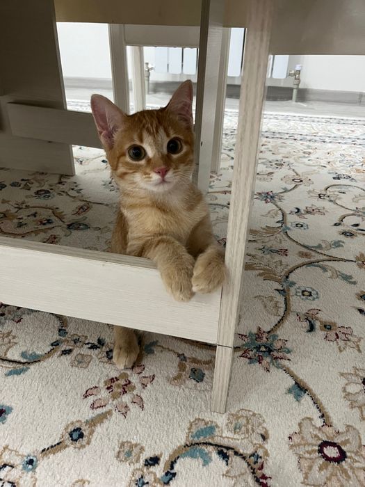 Отдам в хорошие руки милого котенка
