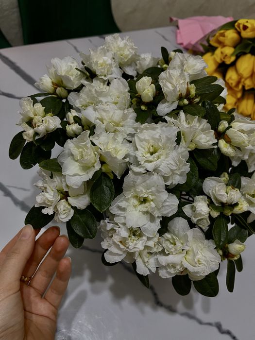 Азалия живые цветы в горшках (комнатные растения)